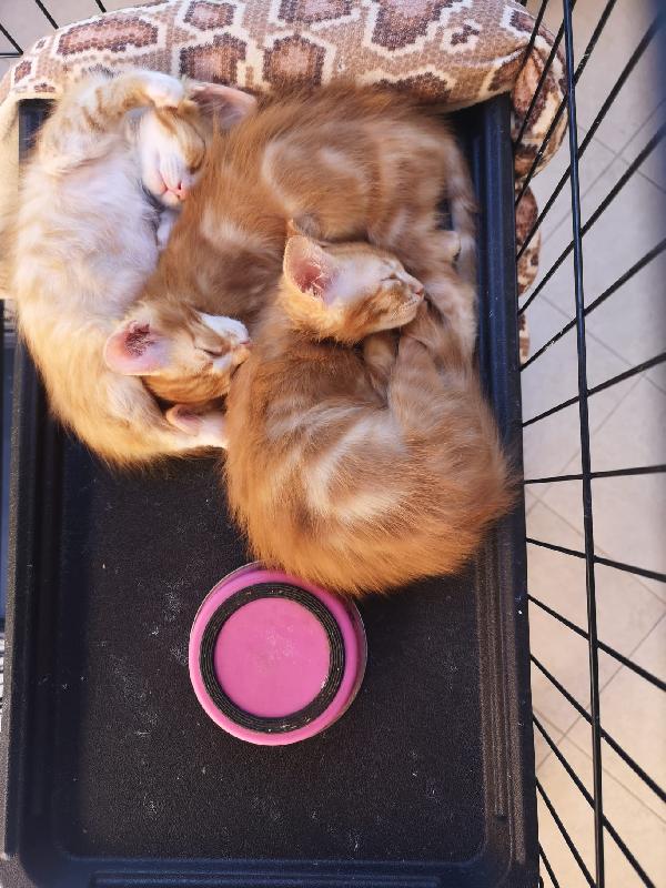 Mambo Tango E Twist, Tre Rossi Da Capogiro!